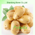 High Quality Fresh Potato Prices